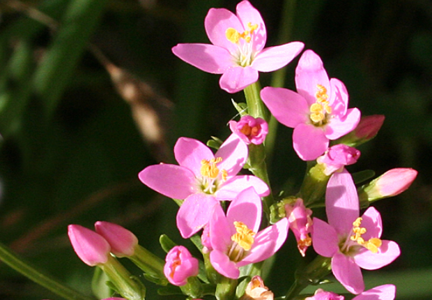 Centaurium Erythraea